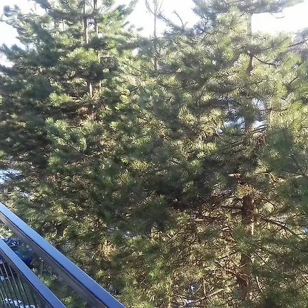 Junior * ズラティボール